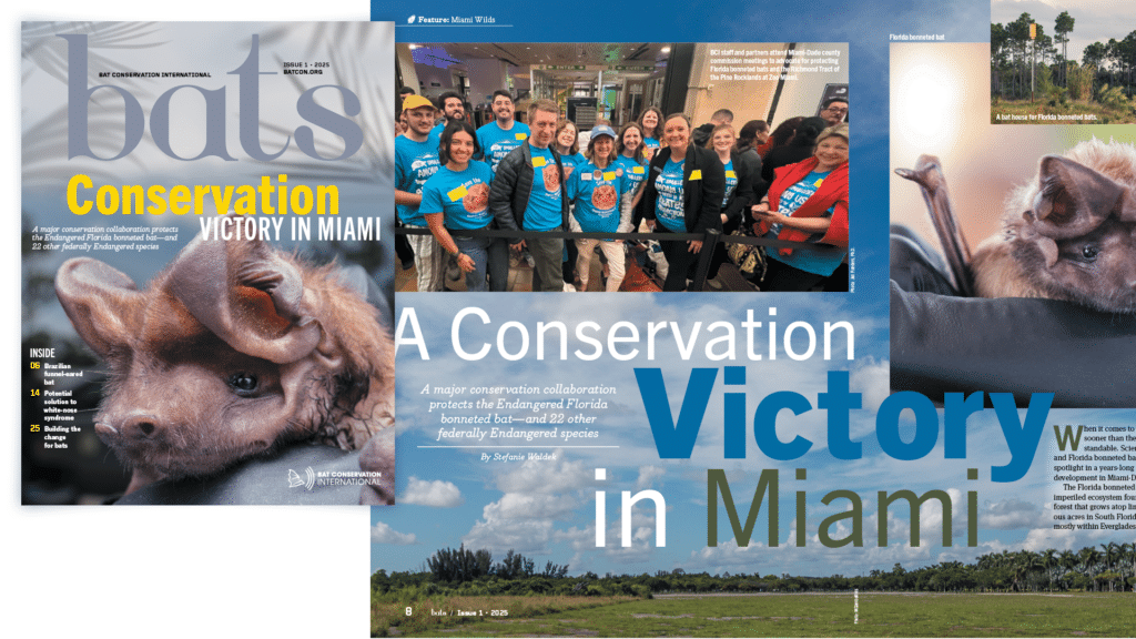 A magazine cover and spread from Bats Conservation International, featuring the headline "A Conservation Victory in Miami," with images of a Florida bonneted bat, a group of advocates, and protected bat habitats.