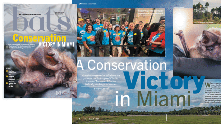 Bat Conservation International (BCI) - Example Image